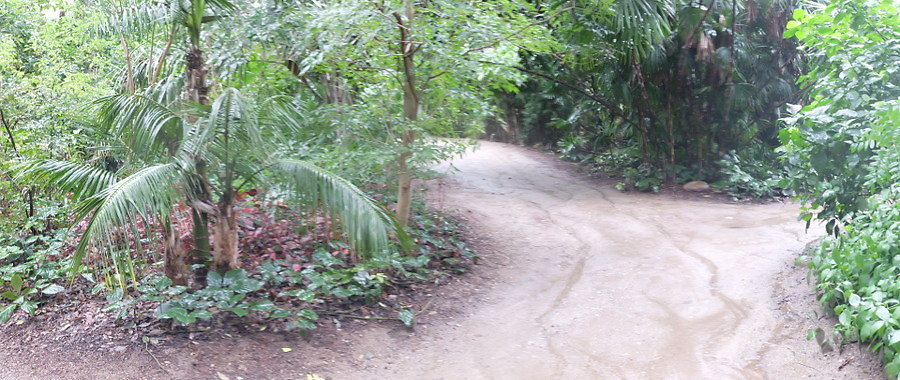 LA.Arboretum.Swamp.Forest.90