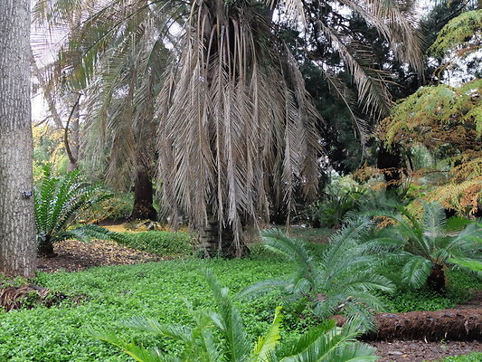 LA.Arboretum.Swamp.Forest.20