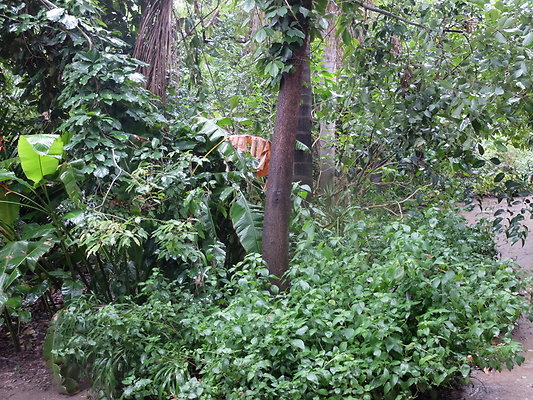 LA.Arboretum.Swamp.Forest.94