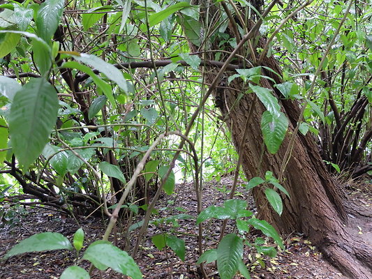 LA.Arboretum.Swamp.Forest.106
