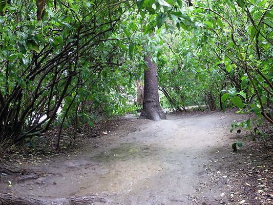 LA.Arboretum.Swamp.Forest.107