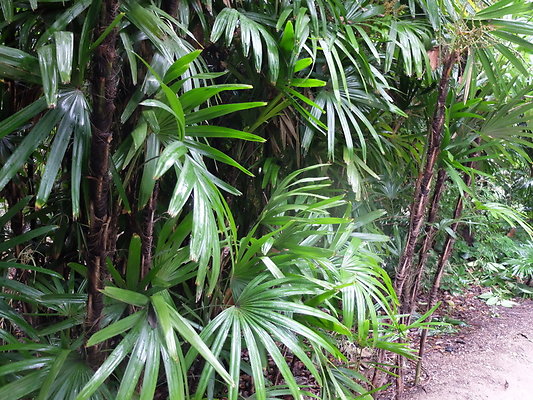 LA.Arboretum.Swamp.Forest.97