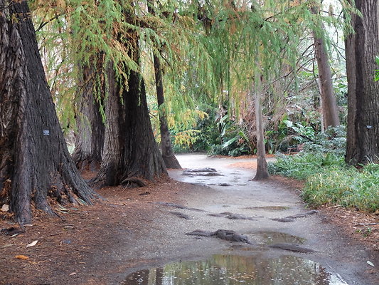 LA.Arboretum.Swamp.Forest.35