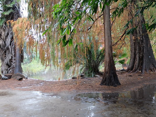 LA.Arboretum.Swamp.Forest.32