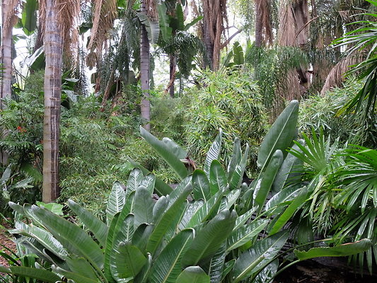LA.Arboretum.Swamp.Forest.30