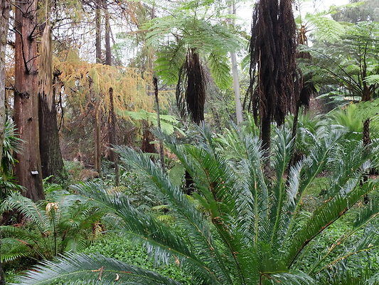 LA.Arboretum.Swamp.Forest.25