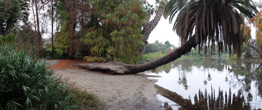 LA.Arboretum.Swamp.Forest.58
