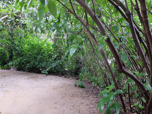 LA.Arboretum.Swamp.Forest.96