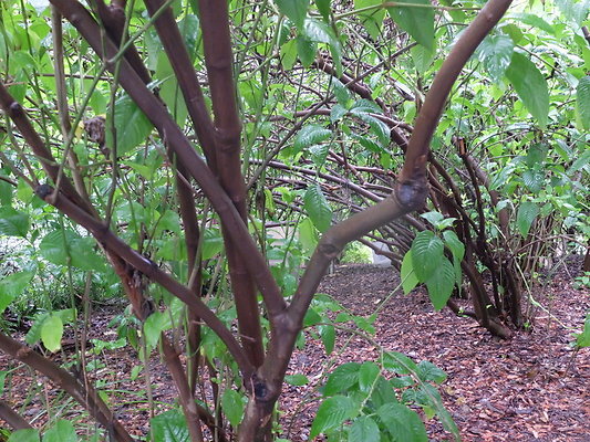 LA.Arboretum.Swamp.Forest.103