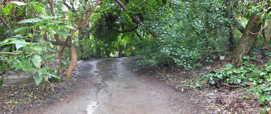 LA.Arboretum.Swamp.Forest.88