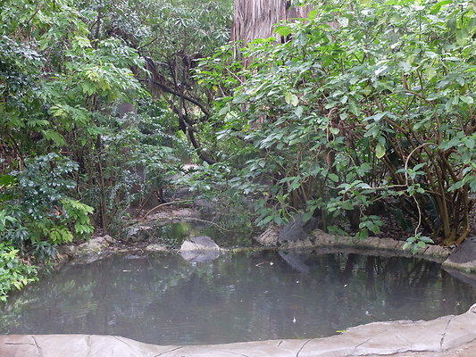 LA.Arboretum.Swamp.Forest.85