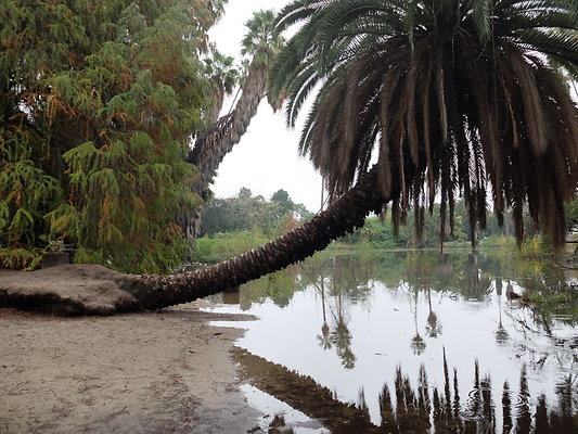 LA.Arboretum.Swamp.Forest.56