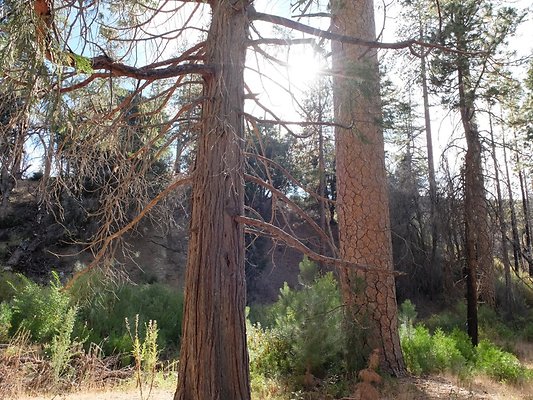Charlton.Flats.USFS.168
