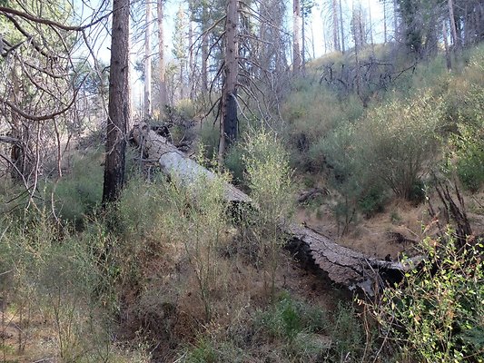 Charlton.Flats.USFS.148