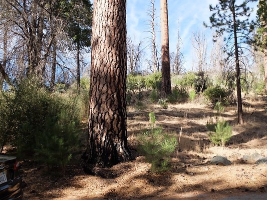 Charlton.Flats.USFS.169