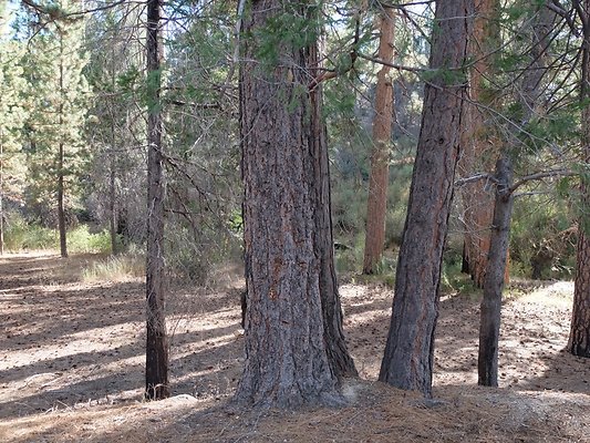 Charlton.Flats.USFS.124