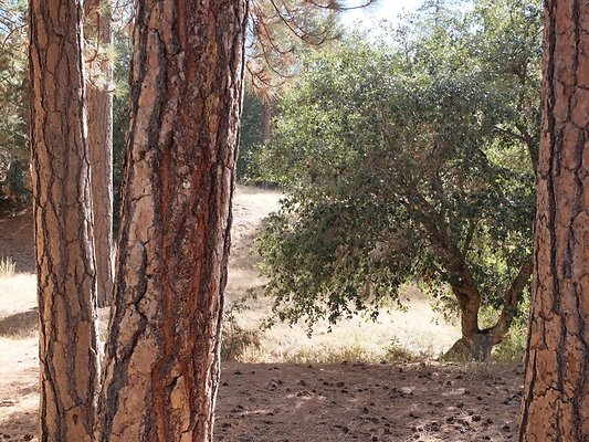 Charlton.Flats.USFS.81 Charlton.Flats.USFS.81