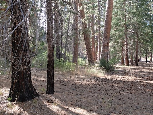 Charlton.Flats.USFS.125