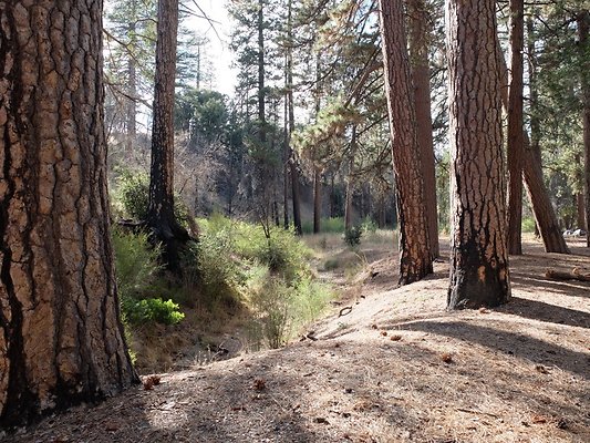 Charlton.Flats.USFS.149