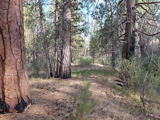 Charlton.Flats.USFS.147