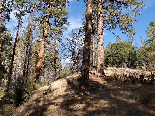 Charlton.Flats.USFS.137