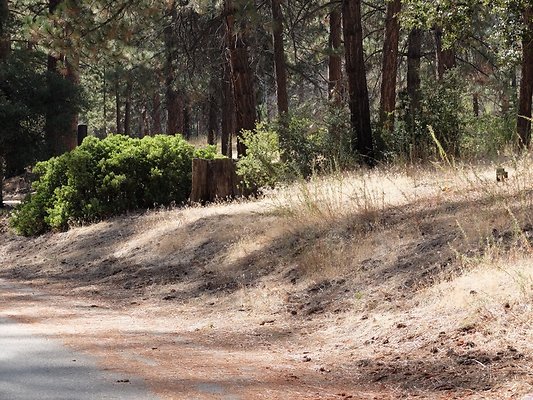 Charlton.Flats.USFS.108 Charlton.Flats.USFS.108