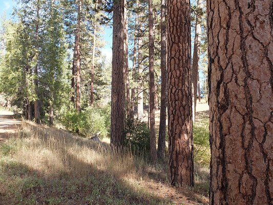 Charlton.Flats.USFS.75 Charlton.Flats.USFS.75