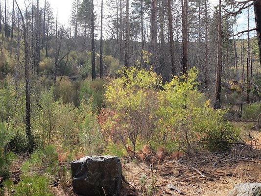 Charlton.Flats.USFS.194 Charlton.Flats.USFS.194