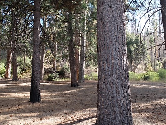 Charlton.Flats.USFS.157