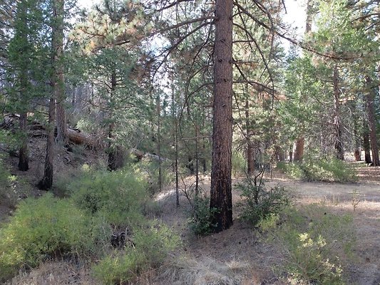 Charlton.Flats.USFS.133