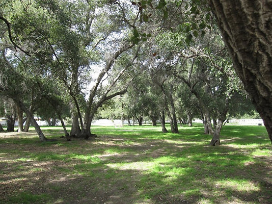 Wooded Pathway