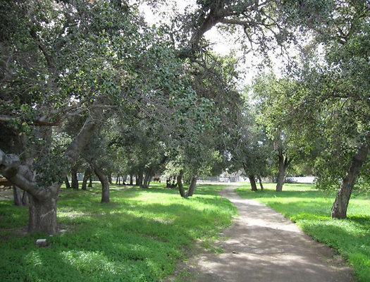 Wooded Pathway 2