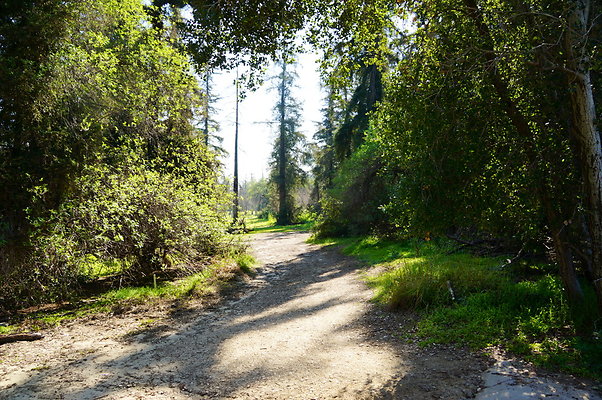 Harding.Redwoods.GP.05