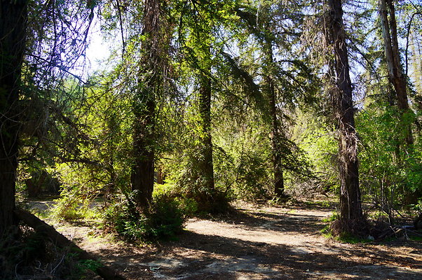Harding.Redwoods.GP.26