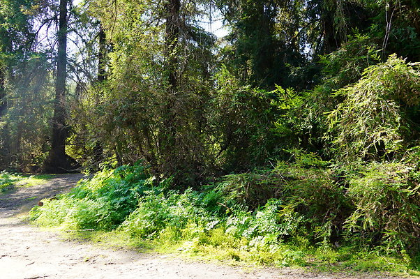 Harding.Redwoods.GP.15