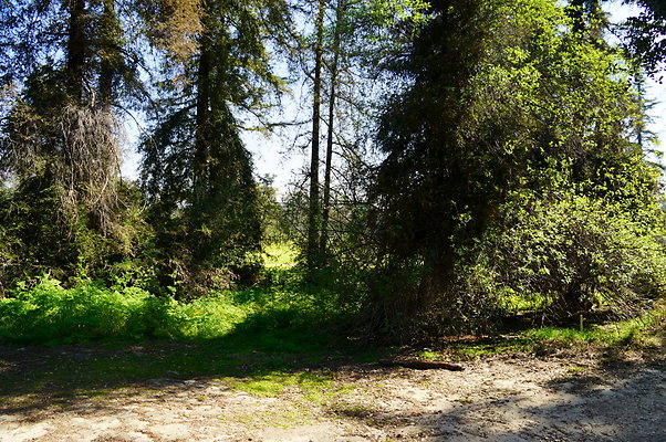 Harding.Redwoods.GP.04