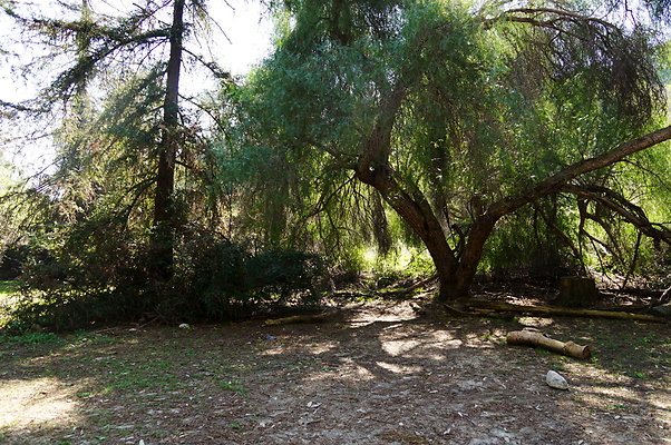 Harding.Redwoods.GP.34