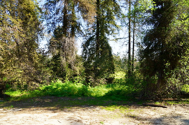Harding.Redwoods.GP.03
