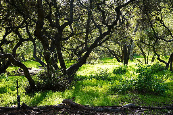 Cali.Native.Forest.46