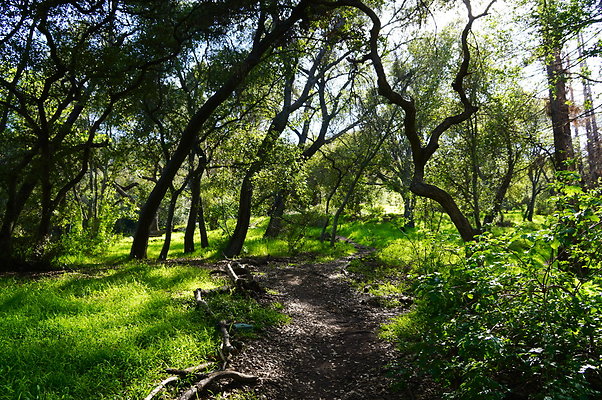 Cali.Native.Forest.10