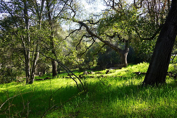 Cali.Native.Forest.17