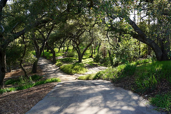 Cali.Native.Forest.02