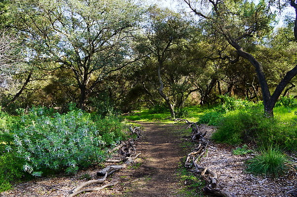 Cali.Native.Forest.34