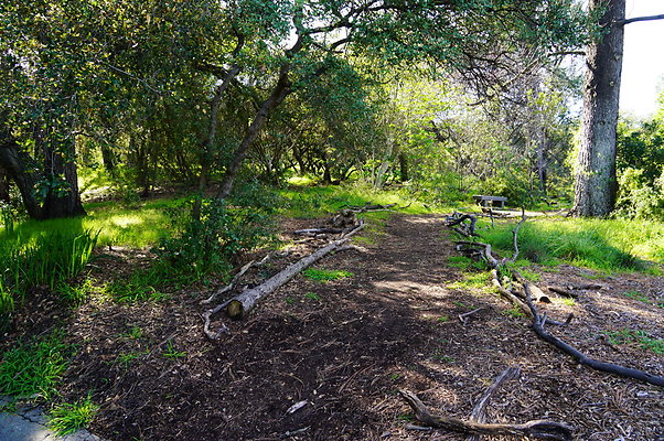 Cali.Native.Forest.03