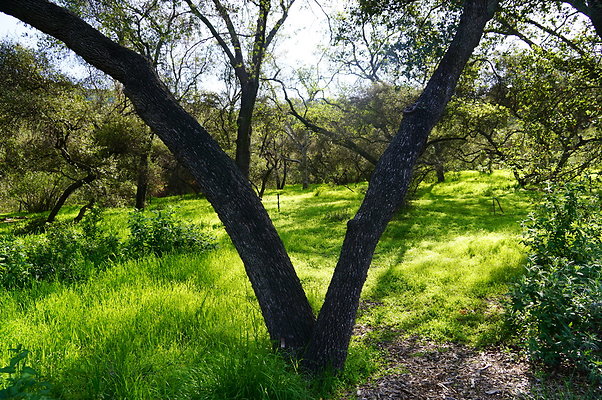 Cali.Native.Forest.39