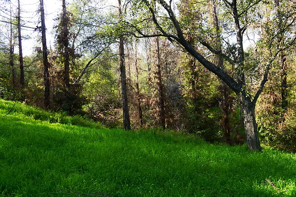 Cali.Native.Forest.20