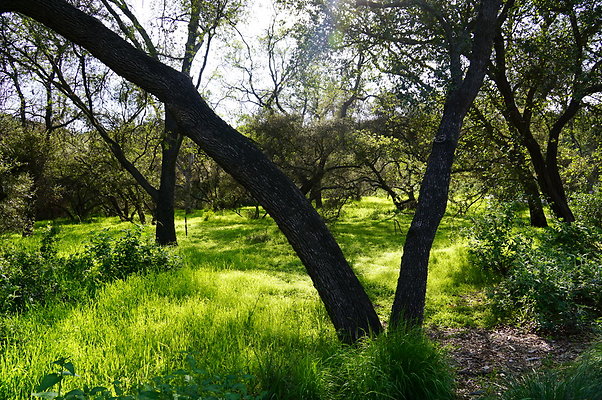 Cali.Native.Forest.38