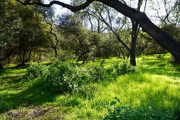 Cali.Native.Forest.37