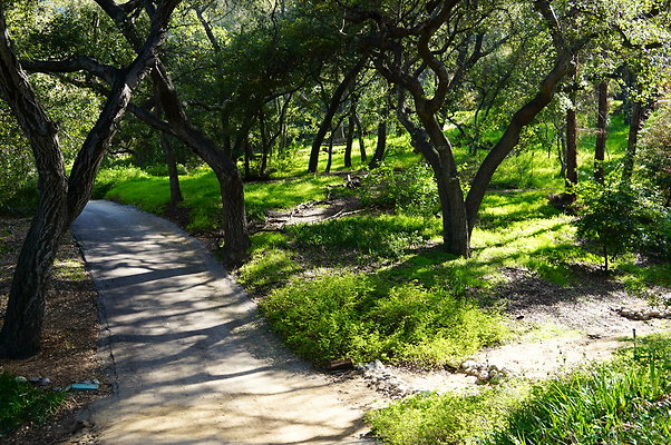 Cali.Native.Forest.04