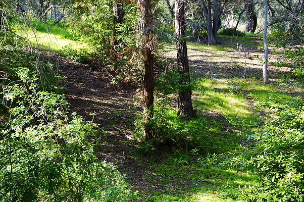 Cali.Native.Forest.13